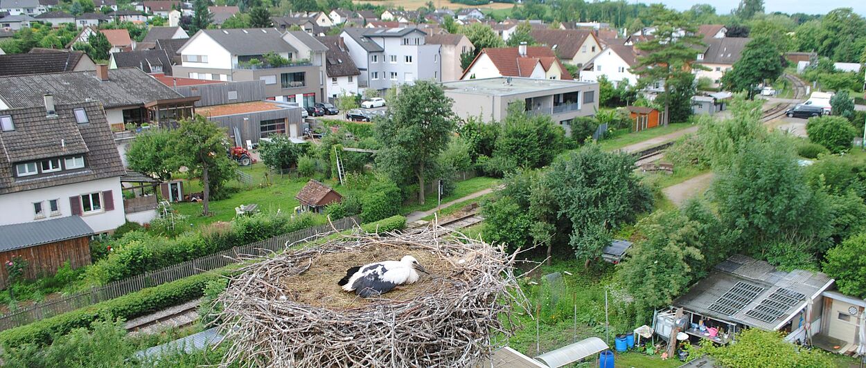 Das Bild zeigt ein großes Storchennest, das auf einem hohen Mast in einem Wohngebiet steht. Im Nest befinden sich ein erwachsener Storch und zwei junge Störche, die sich ausruhen. Im Hintergrund sind Häuser, Gärten, Bäume und eine Eisenbahnstrecke zu sehen, die durch die Nachbarschaft verläuft. Die Szene ist üppig grün und scheint aus einer erhöhten Perspektive aufgenommen worden zu sein.