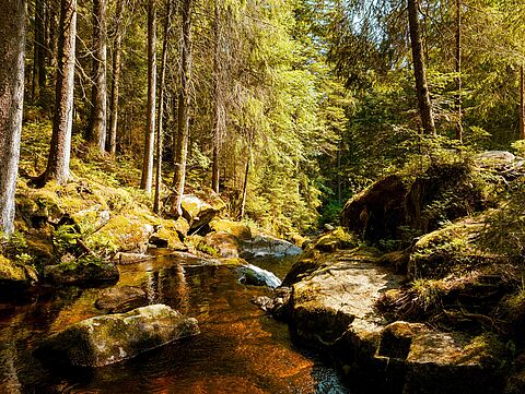 Ein ruhiger Bach fließt durch einen dichten Wald, umgeben von hohen Bäumen und grüner Vegetation. Das Wasser fließt über Felsen und durch das Waldgebiet