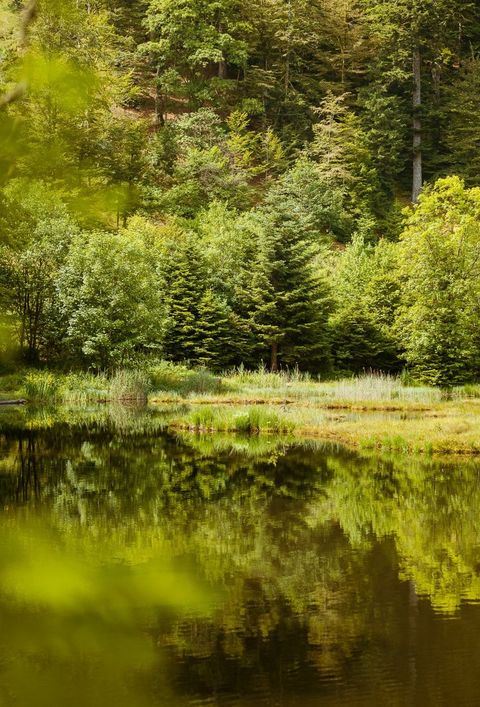 Ein stiller Teich, umgeben von dichtem Wald und grüner Vegetation. Die Bäume und Pflanzen spiegeln sich im ruhigen Wasser des Teiches