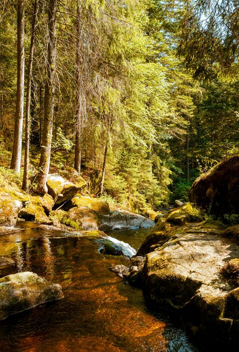 Ein malerischer Wald mit hohen Bäumen und dichtem Grün. Ein klarer Bach fließt über Felsen und durch das Waldgebiet, umgeben von Moos und Pflanzen.